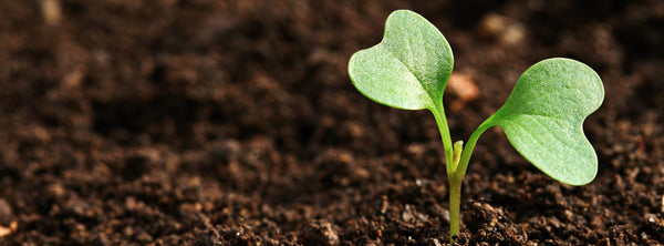 Understanding Your Soil and How to Amend It