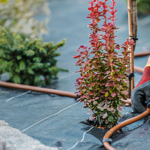 When is the Best Time to Irrigate Your Lawn? Tips for Optimal Lawn Watering