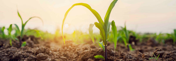 The Fertiliser Guide