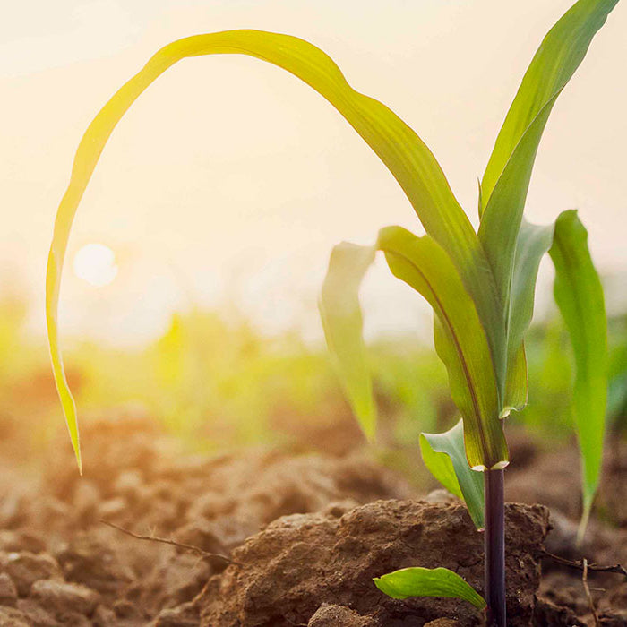 The Fertiliser Guide